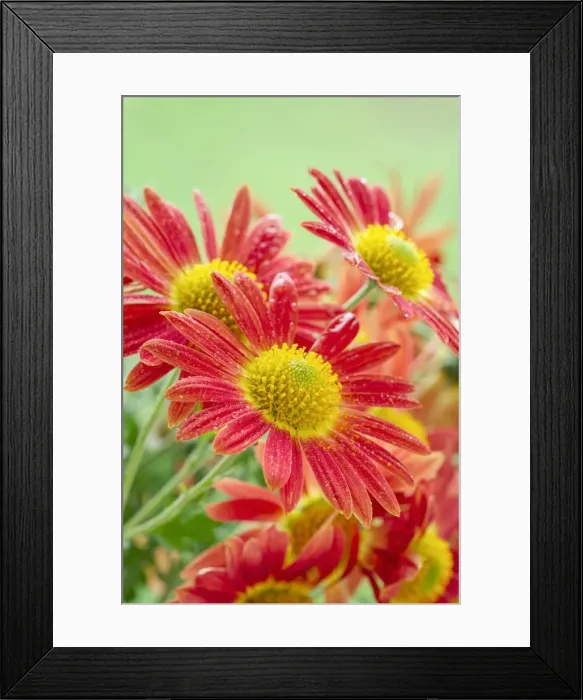 Framed Print : Picture No. 11807046 Framed Print : Picture No. 11807046
