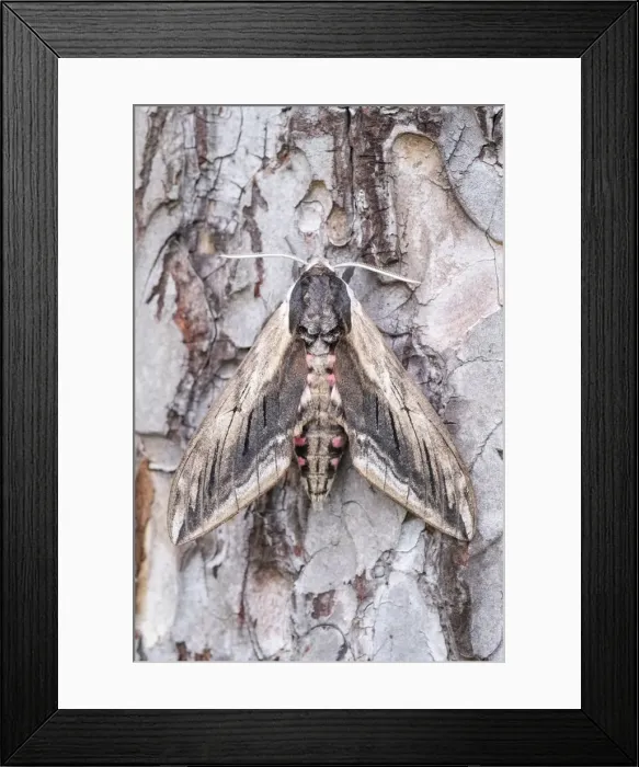 Framed Print : Picture No. 11807047 Framed Print : Picture No. 11807047