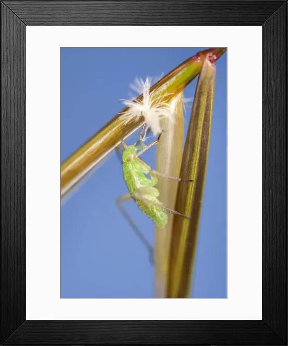 Framed Print : Picture No. 11807048 Framed Print : Picture No. 11807048