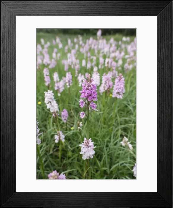 Framed Print : Picture No. 11807049 Framed Print : Picture No. 11807049