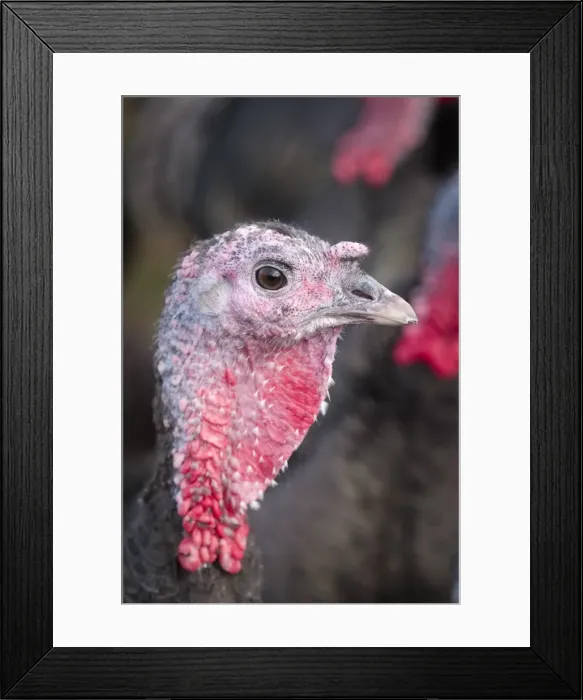 Framed Print : Picture No. 11807050 Framed Print : Picture No. 11807050