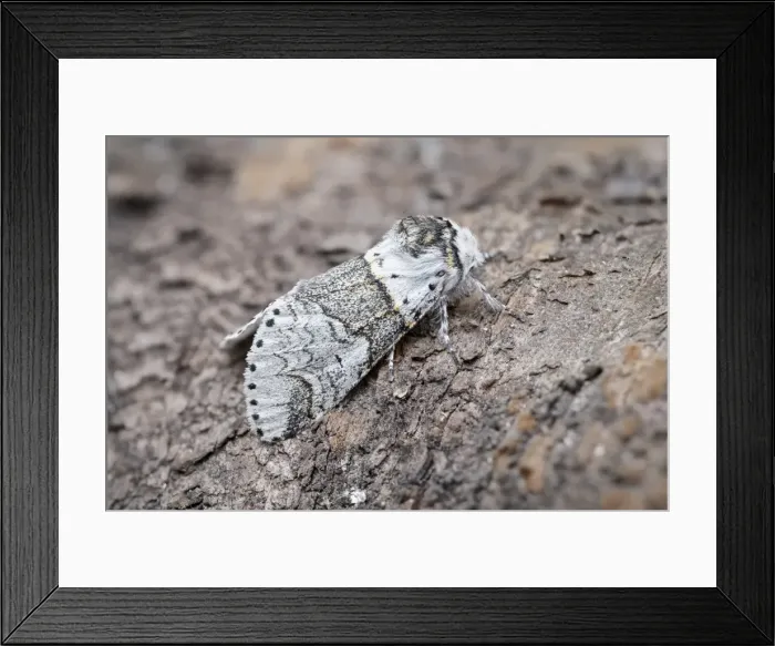 Framed Print : Picture No. 11807051 Framed Print : Picture No. 11807051