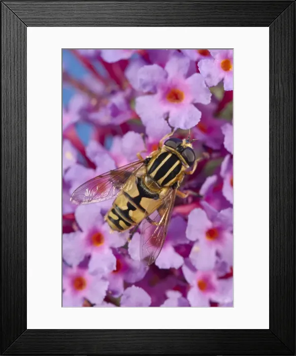 Framed Print : Picture No. 11807053
