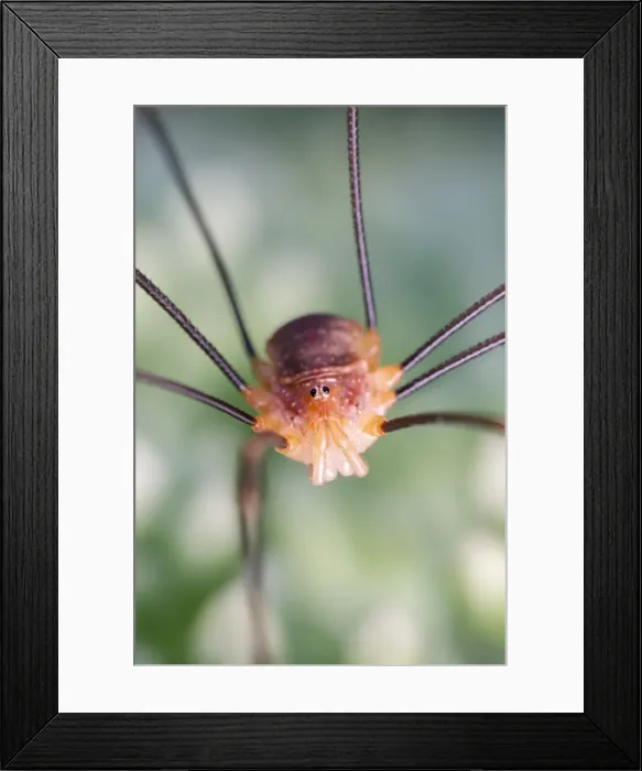 Framed Print : Picture No. 11807054 Framed Print : Picture No. 11807054