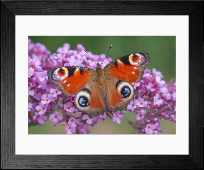 Framed Print : Picture No. 11807055 Framed Print : Picture No. 11807055