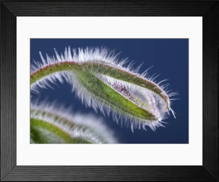 Framed Print : Picture No. 11807057 Framed Print : Picture No. 11807057