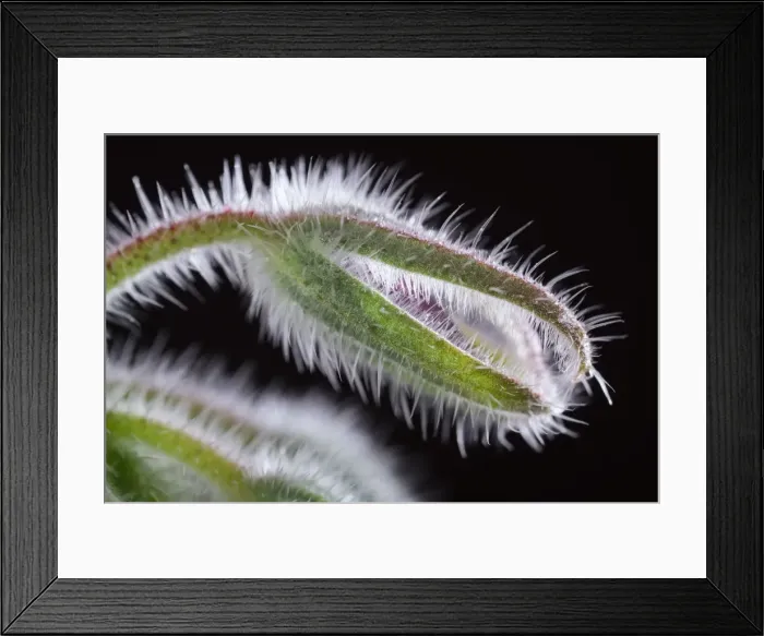 Framed Print : Picture No. 11807058 Framed Print : Picture No. 11807058