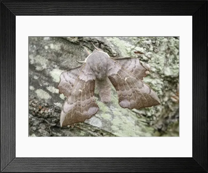 Framed Print : Picture No. 11807059 Framed Print : Picture No. 11807059