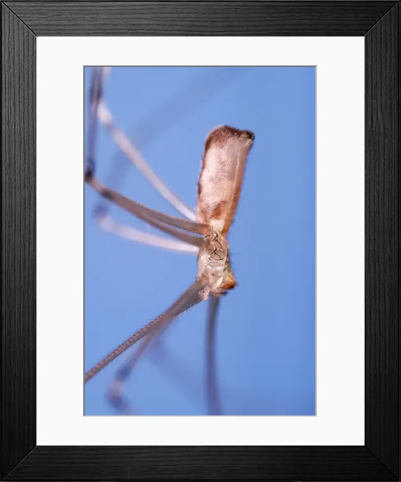 Framed Print : Picture No. 11807060 Framed Print : Picture No. 11807060