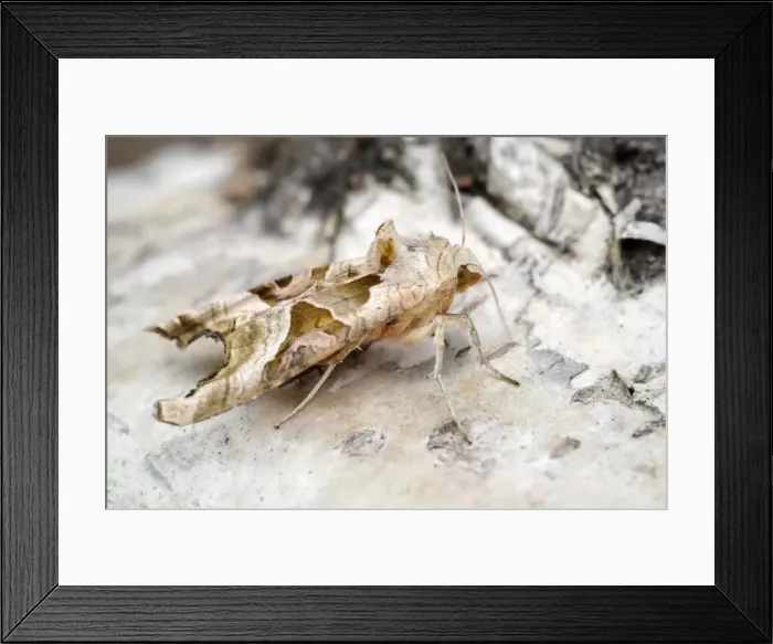 Framed Print : Picture No. 11807061 Framed Print : Picture No. 11807061