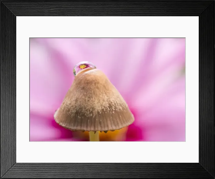 Framed Print : Picture No. 11807062 Framed Print : Picture No. 11807062