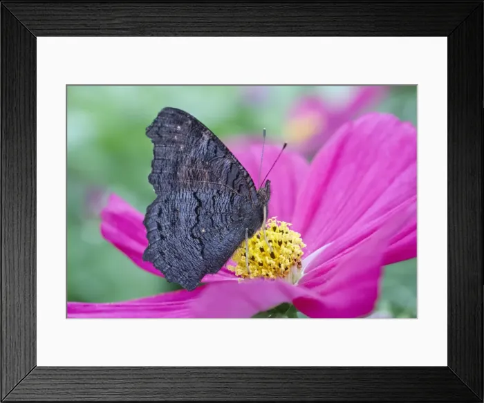 Framed Print : Picture No. 11807063 Framed Print : Picture No. 11807063