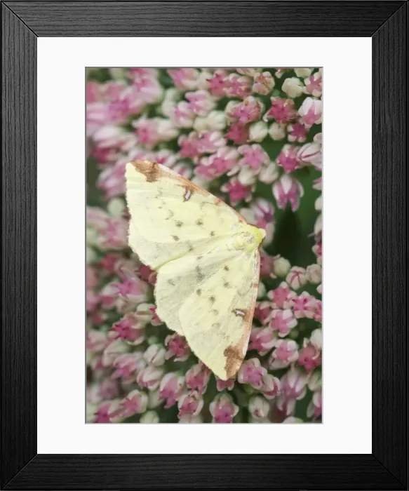 Framed Print : Picture No. 11807065 Framed Print : Picture No. 11807065