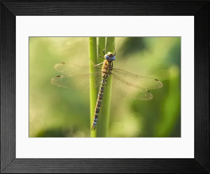 Framed Print : Picture No. 11807066 Framed Print : Picture No. 11807066