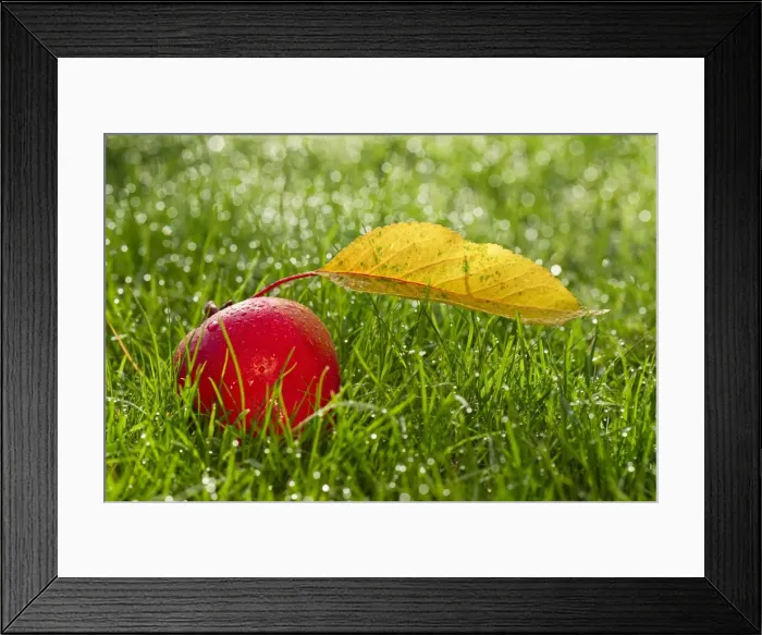 Framed Print : Picture No. 11807067 Framed Print : Picture No. 11807067