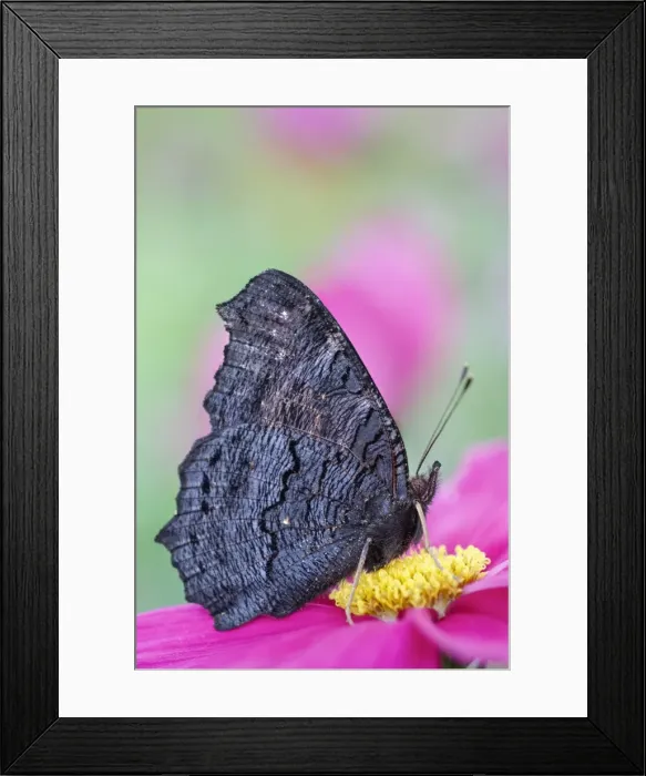 Framed Print : Picture No. 11807068 Framed Print : Picture No. 11807068