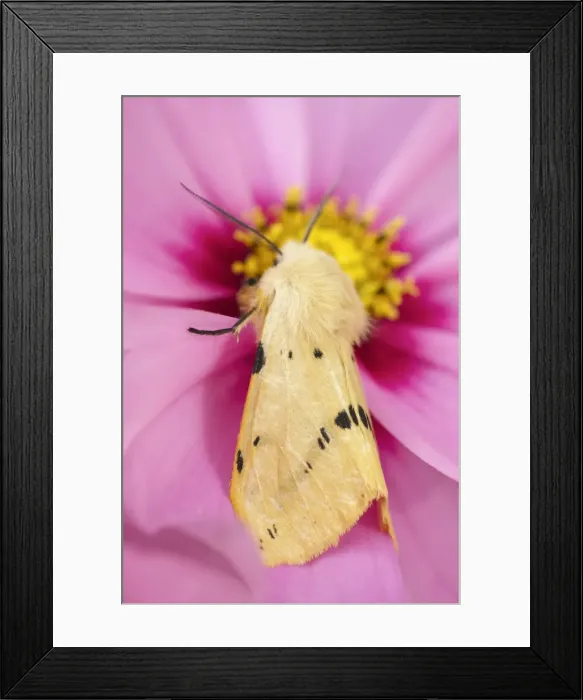 Framed Print : Picture No. 11807069