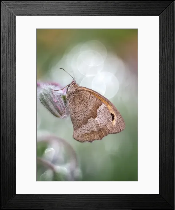 Framed Print : Picture No. 11807070