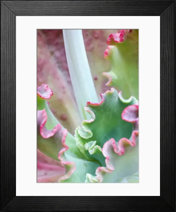 Framed Print : Picture No. 11807071 Framed Print : Picture No. 11807071