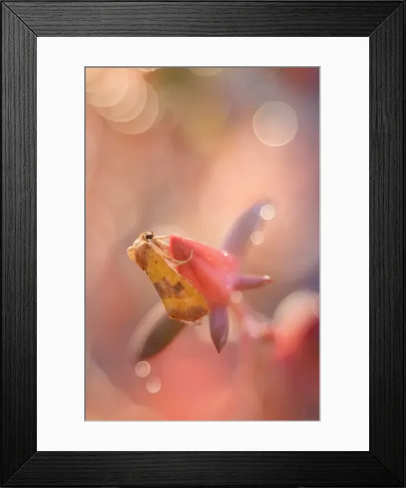 Framed Print : Picture No. 11807072 Framed Print : Picture No. 11807072