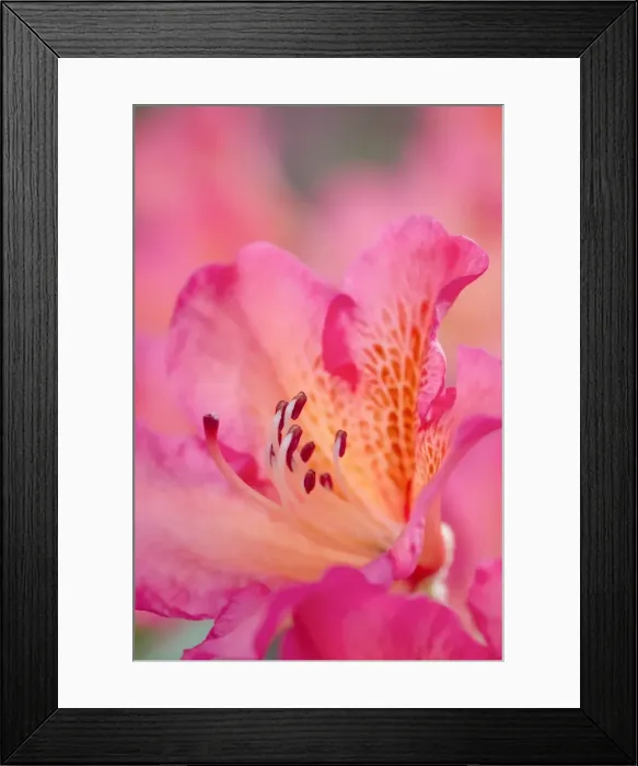 Framed Print : Picture No. 11807073 Framed Print : Picture No. 11807073