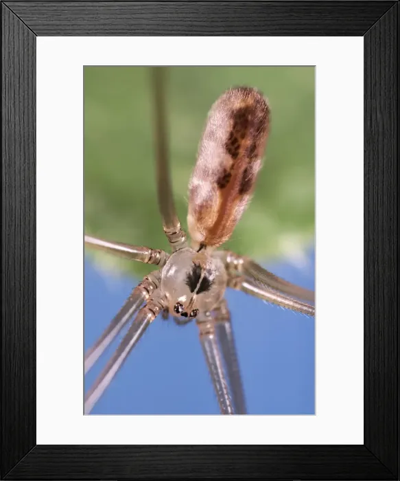Framed Print : Picture No. 11807074 Framed Print : Picture No. 11807074