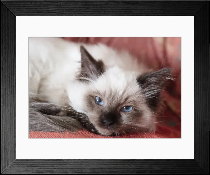 Framed Print : Picture No. 11807075 Framed Print : Picture No. 11807075