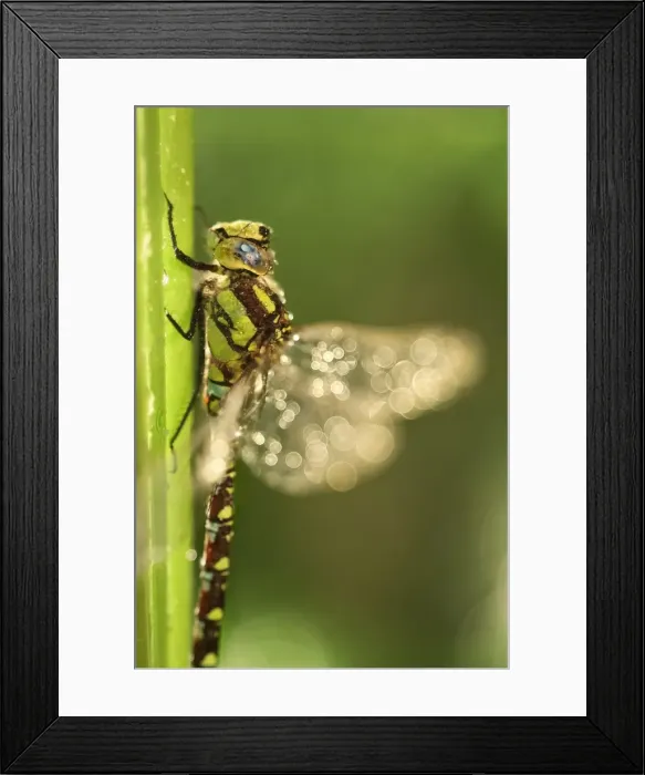 Framed Print : Picture No. 11807077 Framed Print : Picture No. 11807077