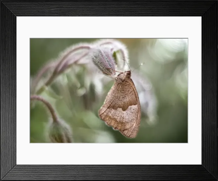 Framed Print : Picture No. 11807078 Framed Print : Picture No. 11807078