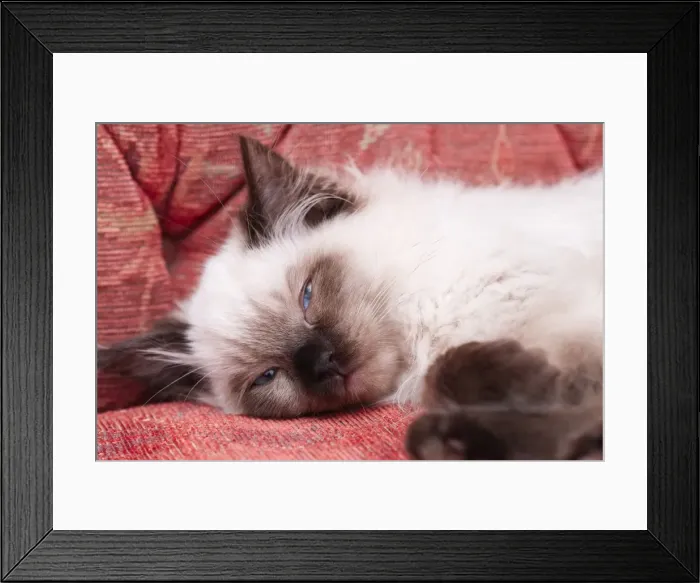 Framed Print : Picture No. 11807079 Framed Print : Picture No. 11807079