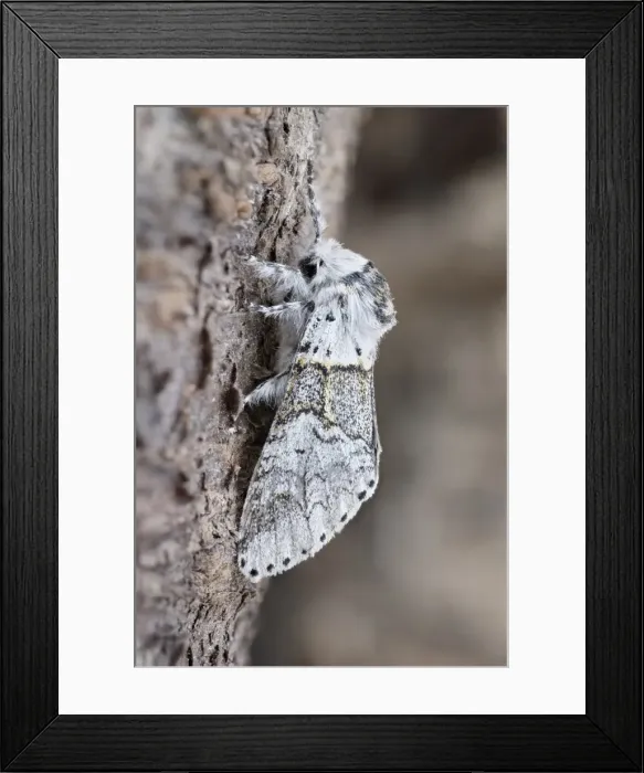 Framed Print : Picture No. 11807080 Framed Print : Picture No. 11807080