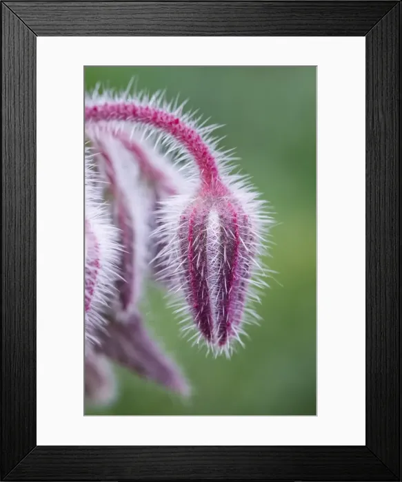 Framed Print : Picture No. 11807081 Framed Print : Picture No. 11807081