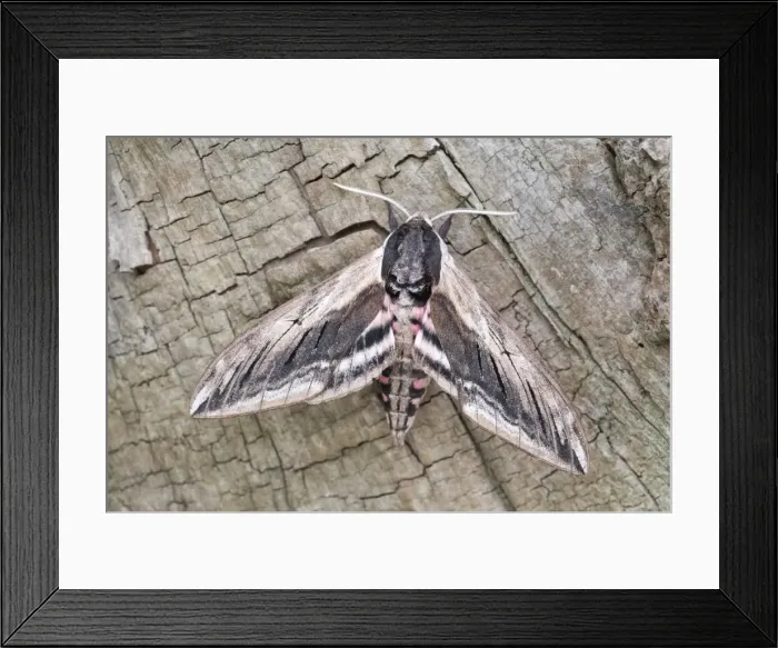 Framed Print : Picture No. 11807082 Framed Print : Picture No. 11807082