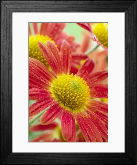 Framed Print : Picture No. 11807083 Framed Print : Picture No. 11807083