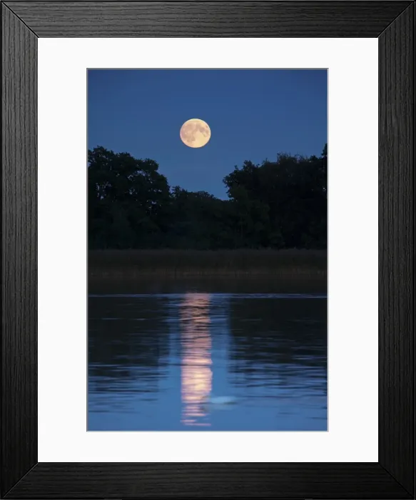 Framed Print : Picture No. 11807084