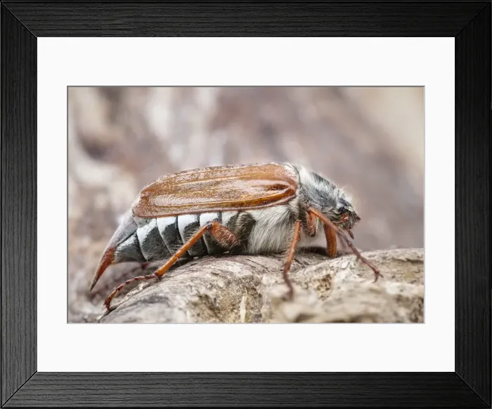 Framed Print : Picture No. 11807085 Framed Print : Picture No. 11807085