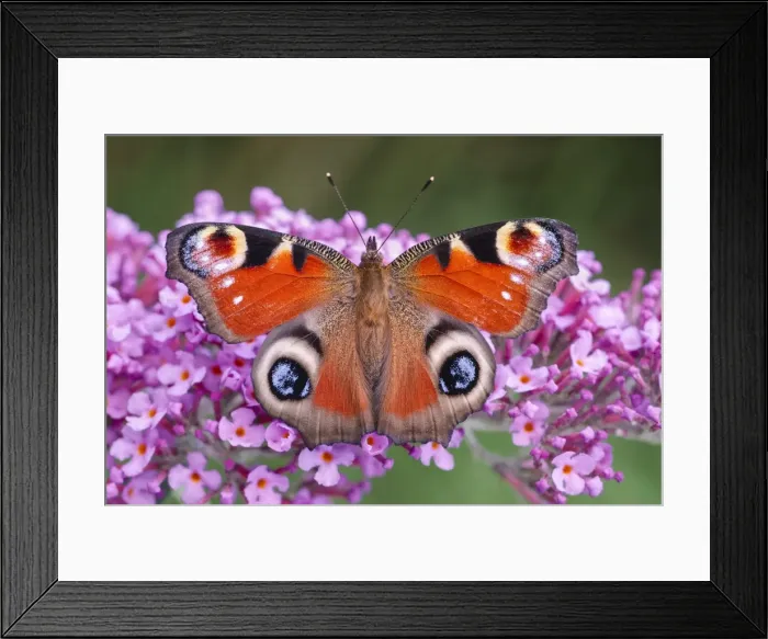Framed Print : Picture No. 11807086 Framed Print : Picture No. 11807086