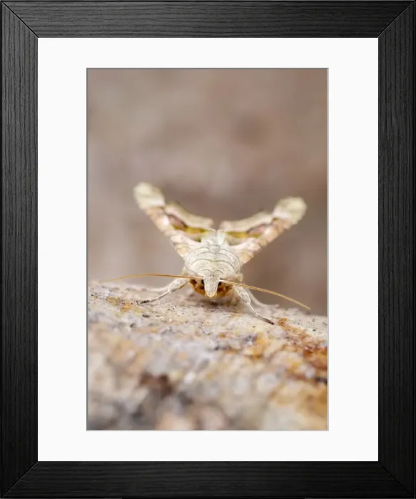 Framed Print : Picture No. 11807087 Framed Print : Picture No. 11807087