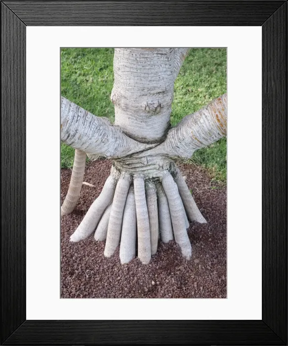 Framed Print : Picture No. 11807088 Framed Print : Picture No. 11807088