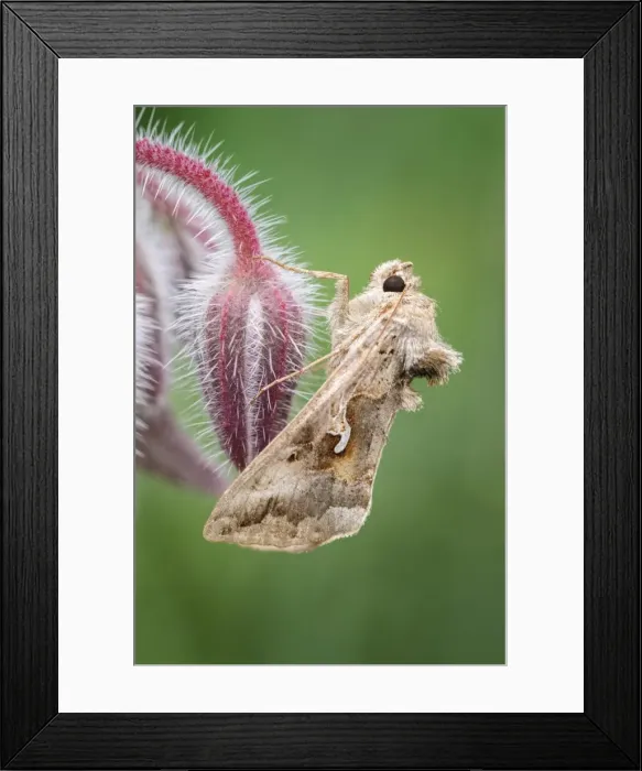 Framed Print : Picture No. 11807090 Framed Print : Picture No. 11807090