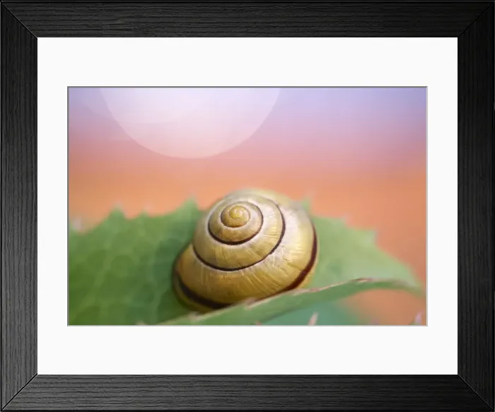 Framed Print : Picture No. 11807091 Framed Print : Picture No. 11807091