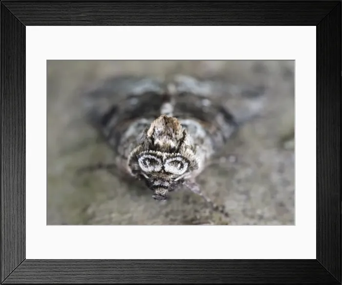 Framed Print : Picture No. 11807092 Framed Print : Picture No. 11807092