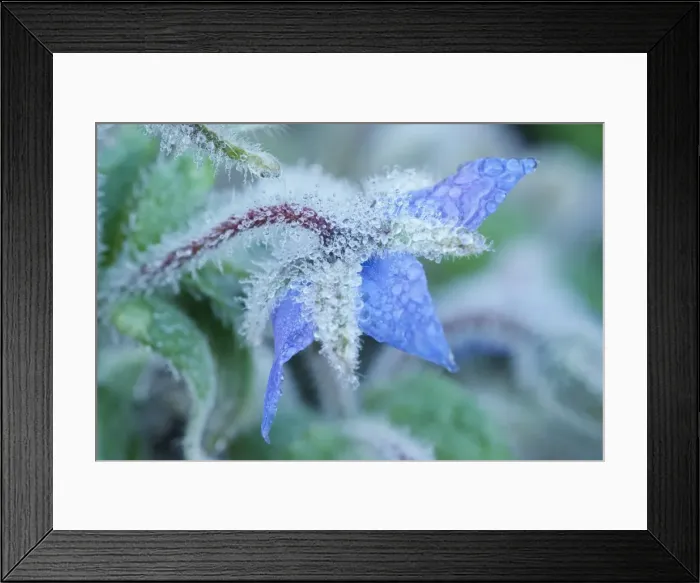 Framed Print : Picture No. 11807093 Framed Print : Picture No. 11807093