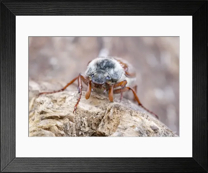 Framed Print : Picture No. 11807094 Framed Print : Picture No. 11807094