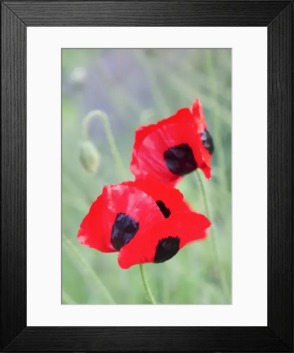 Framed Print : Picture No. 11807095 Framed Print : Picture No. 11807095