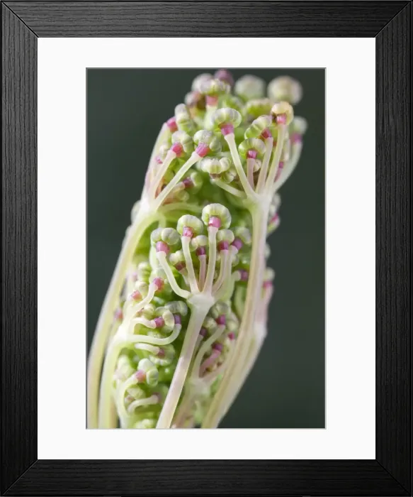 Framed Print : Picture No. 11807096 Framed Print : Picture No. 11807096