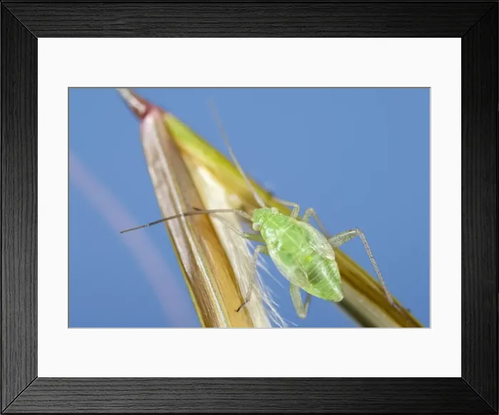 Framed Print : Picture No. 11807097 Framed Print : Picture No. 11807097