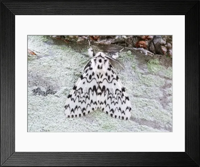 Framed Print : Picture No. 11807099 Framed Print : Picture No. 11807099