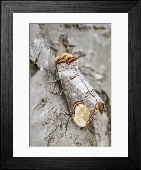 Framed Print : Picture No. 11807100 Framed Print : Picture No. 11807100