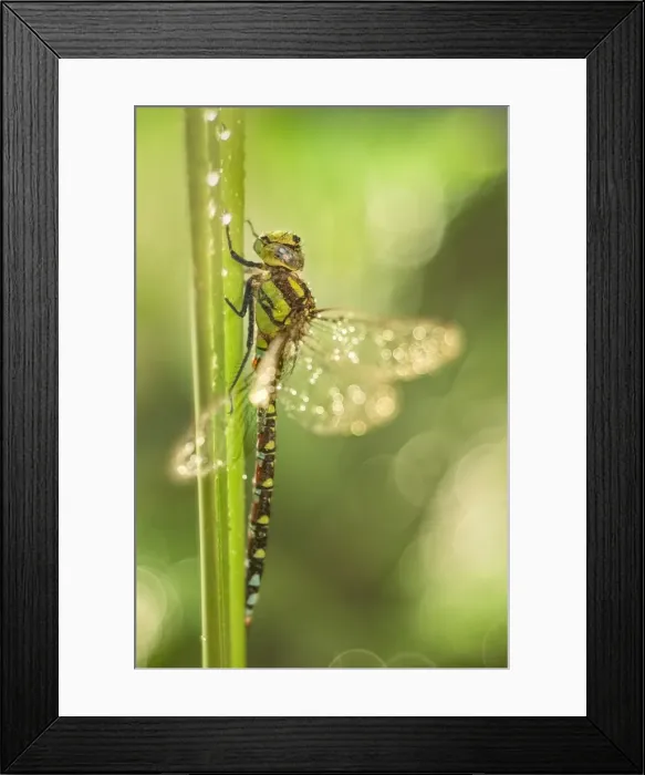 Framed Print : Picture No. 11807102 Framed Print : Picture No. 11807102